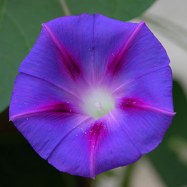 Tall , Common Morning Glory,شکوه صبح